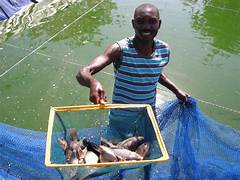 Ferme Mama Ekenge Kinshasa RdCongo