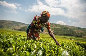 Ferme Mama Ekenge Kinshasa RdCongo