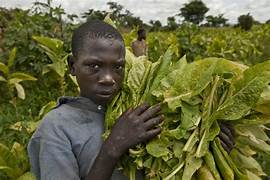 élévage afrique